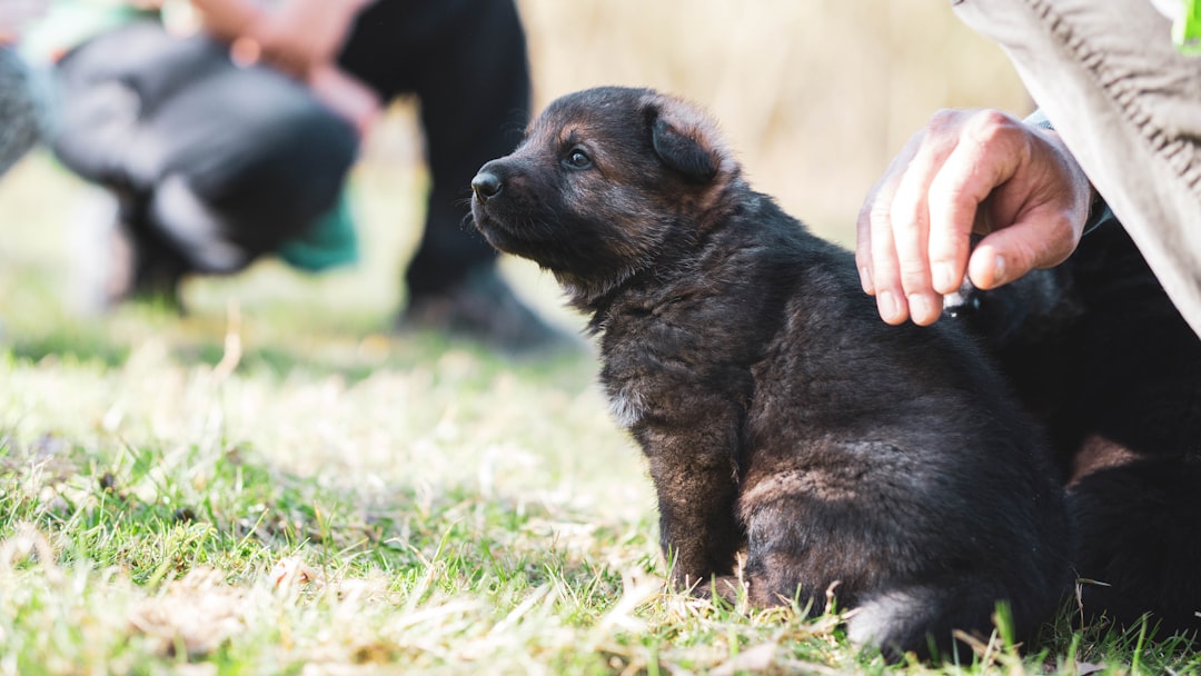 How Long Does Puppy Training Take?