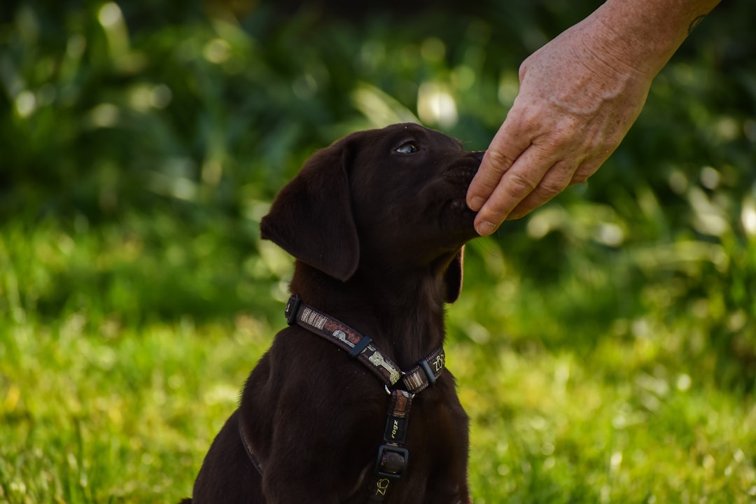 How to Evaluate Puppy Food Nutrition Labels: Reading the Numbers That Actually Reflect Quality