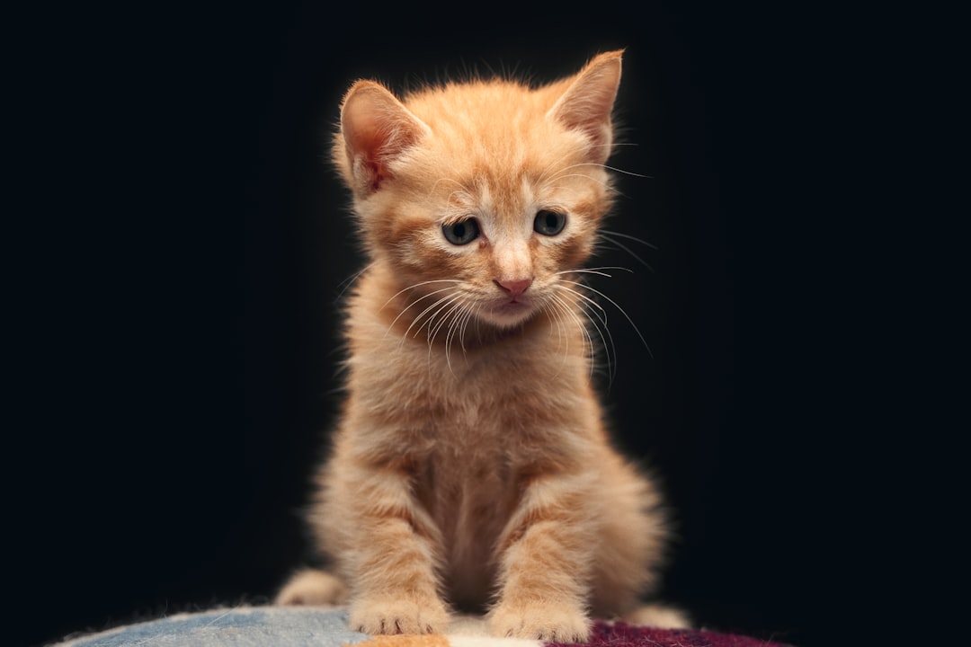 How to Litter Train Your Kitten