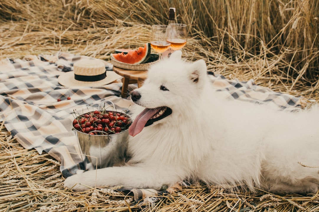 How to Read Dog Food Ingredient Lists
