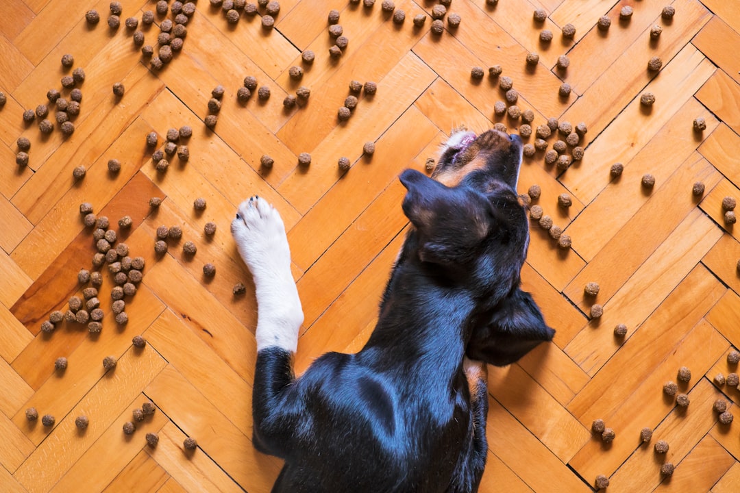How to Identify High-Quality Dog Food from Labels