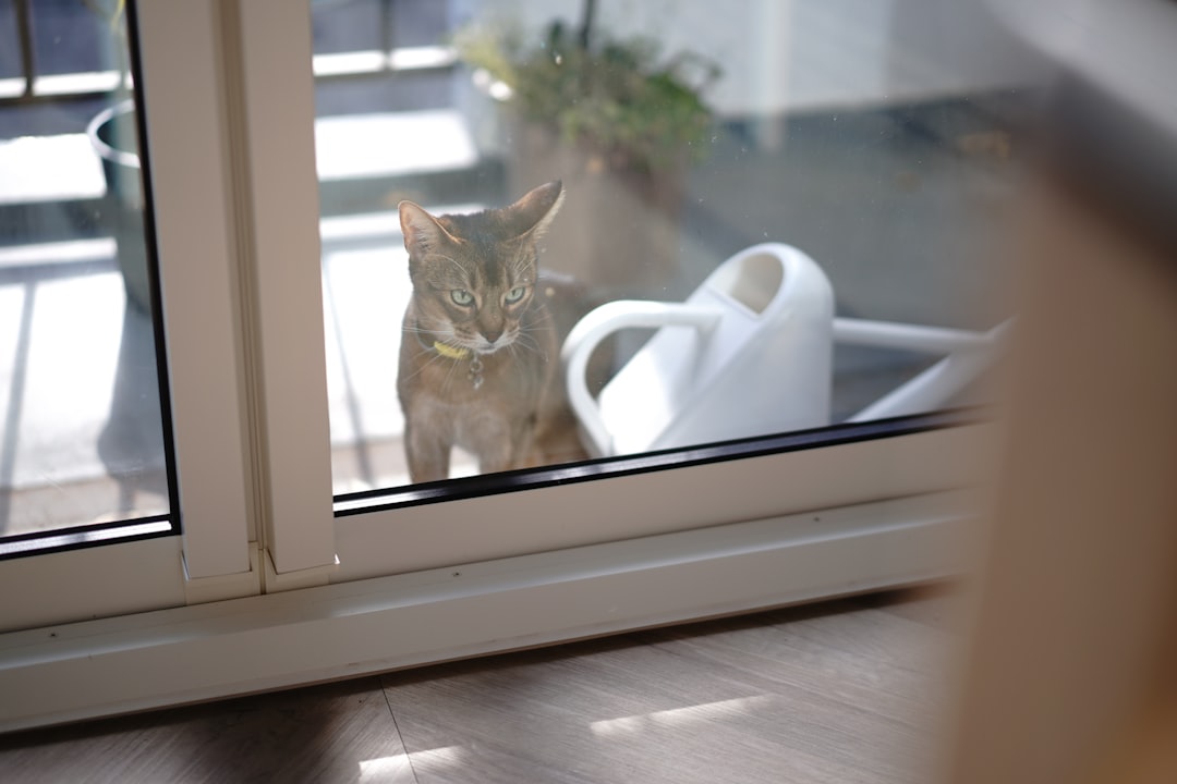 Indoor vs. Outdoor Kitten Training