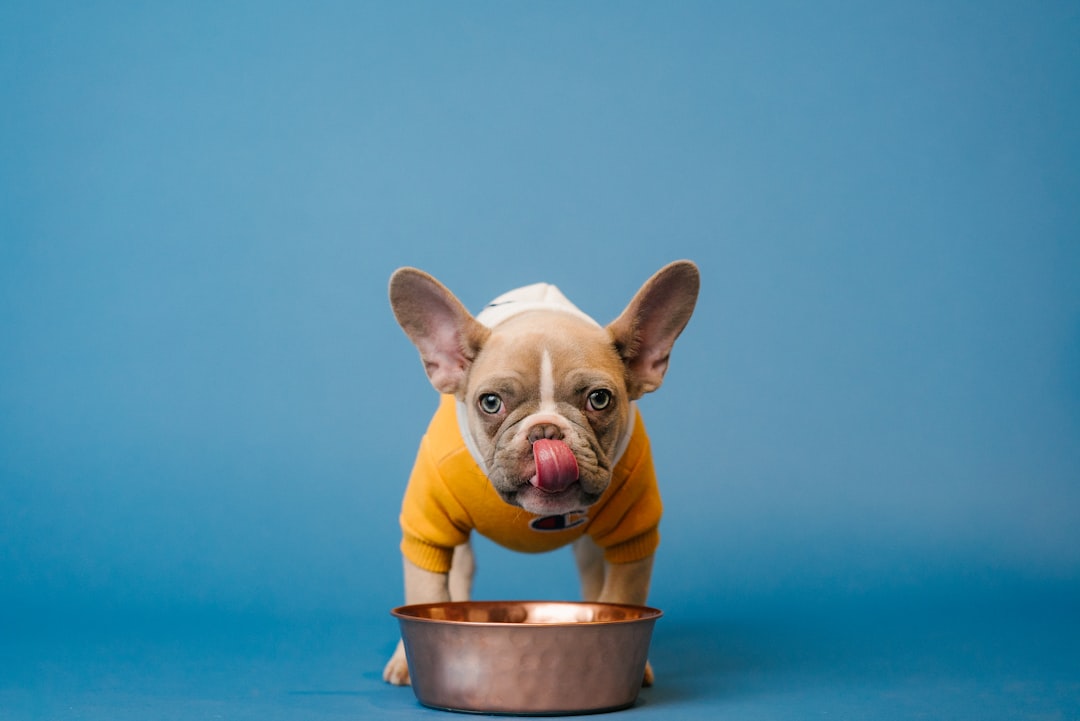 Interpreting Dog Food Feeding Guidelines