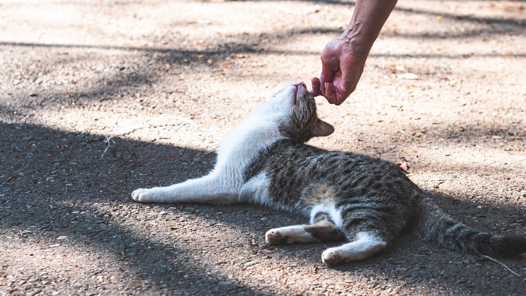 Kitten Training for Good Behavior