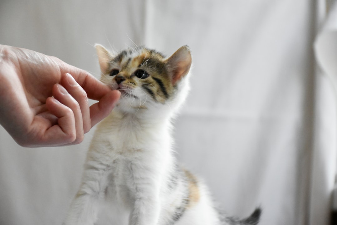 Kitten Training Mistakes to Avoid