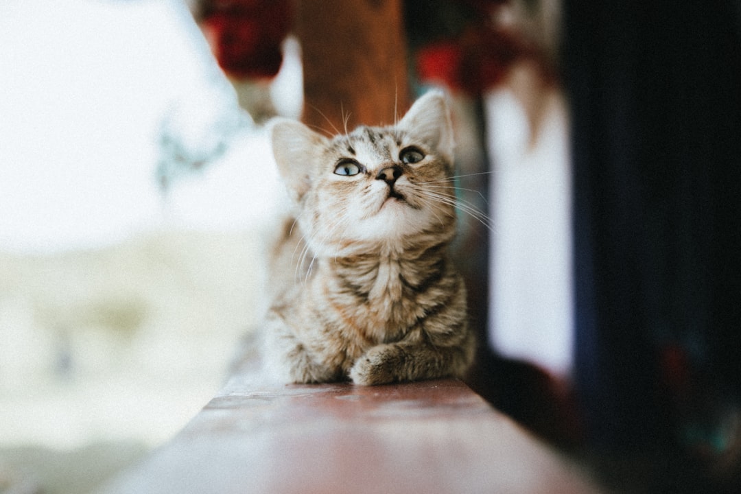 Kitten Training Techniques: Positive vs. Negative Reinforcement
