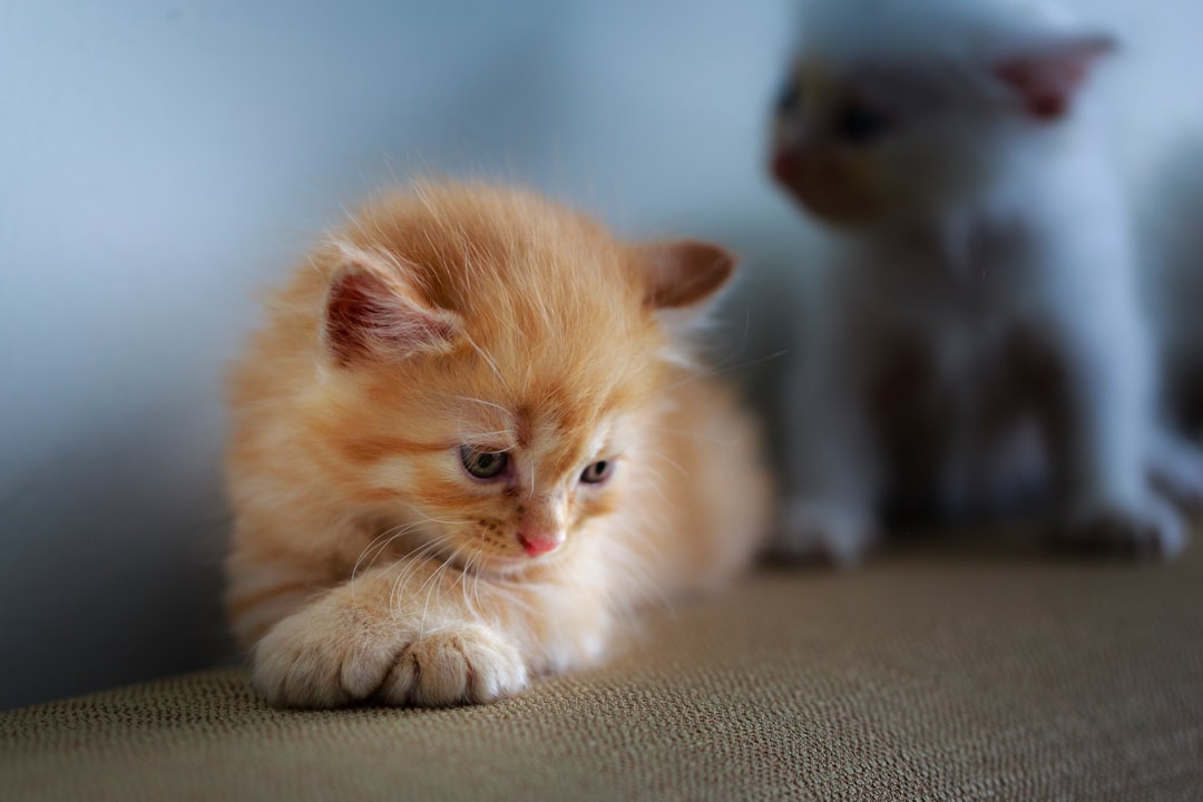 Kitten Training vs. Puppy Training: Key Differences