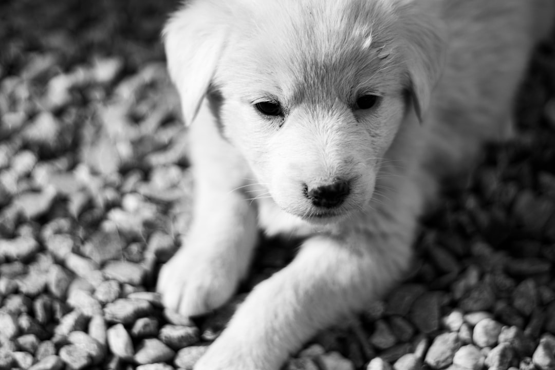 Large Breed Puppy Nutrition: The Science Behind Controlled Growth and Skeletal Health