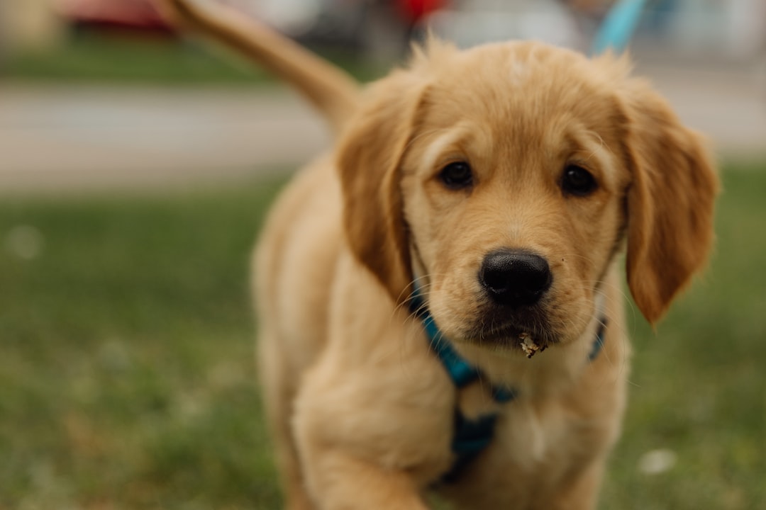 Leash Training Your Puppy: A Comprehensive Guide