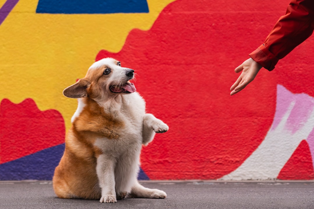 What Are the Most Common Puppy Training Commands?