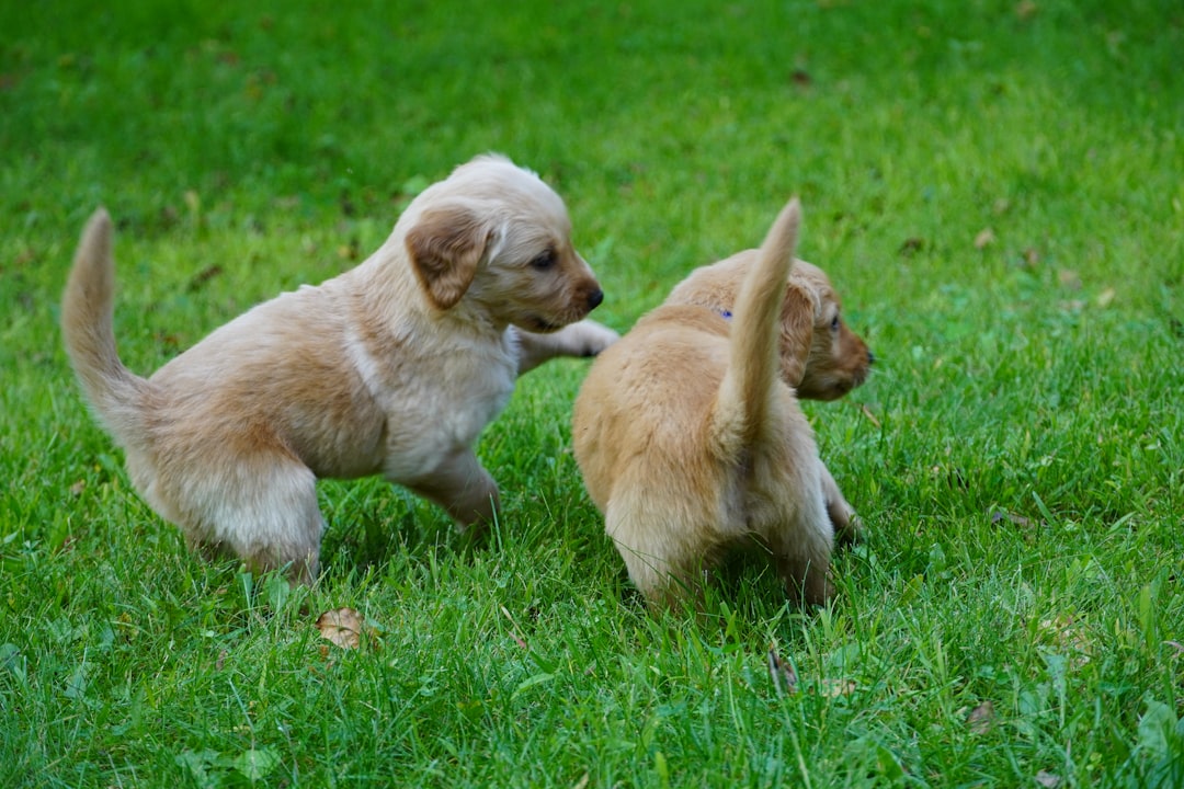 Nutritional Deficiencies in Puppies: Signs, Causes, and Long-Term Developmental Consequences