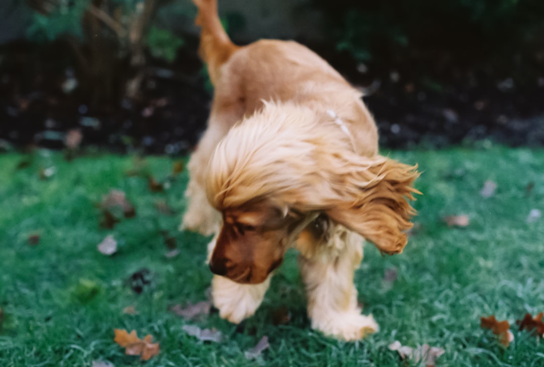Organic vs. Conventional Dog Food Labels