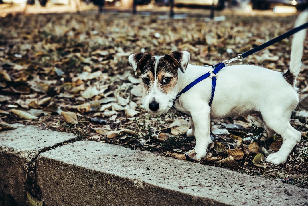 Positive Reinforcement vs. Negative Reinforcement in Puppy Training