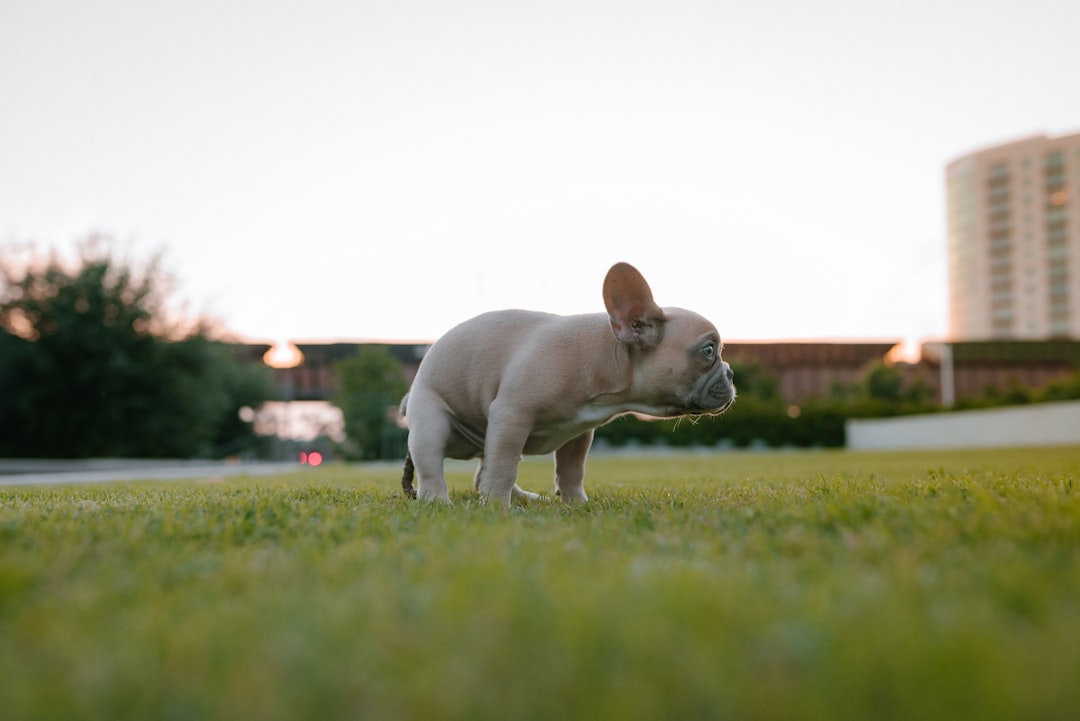 Potty Training Your Puppy: A Step-by-Step Guide