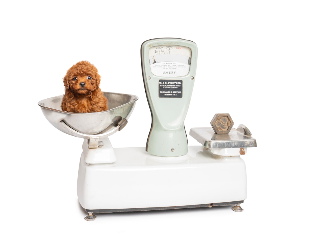 Puppy-Specific Formula vs. All Life Stages: Nutritional Differences That Actually Matter
