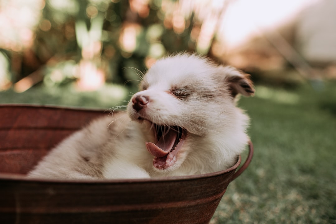 Puppy Gut Health: How Early Nutrition Shapes the Microbiome and Long-Term Immunity