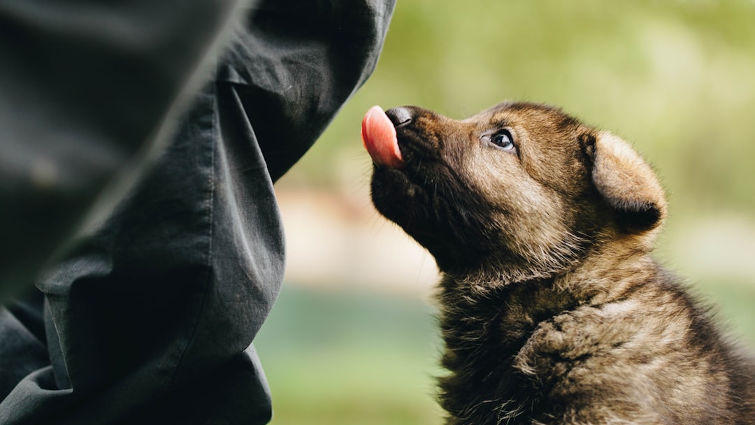 Puppy Nutrition Explained: Essential Nutrients, Requirements, and What Drives Healthy Development