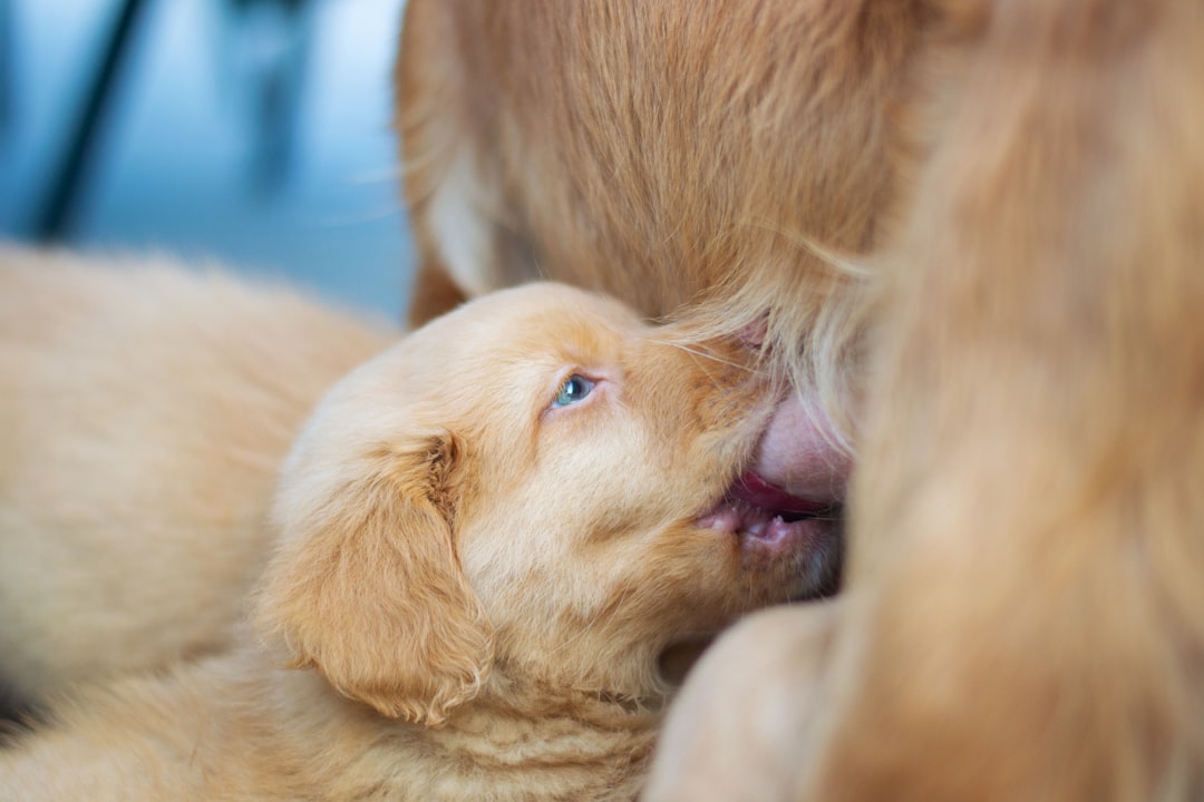 Puppy Nutritional Requirements by Age: How Needs Change from Birth to 12 Months