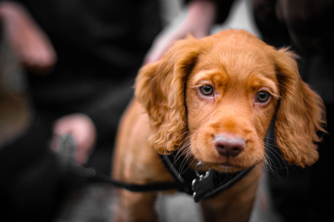 Puppy Training Classes vs. Home Training: Pros and Cons