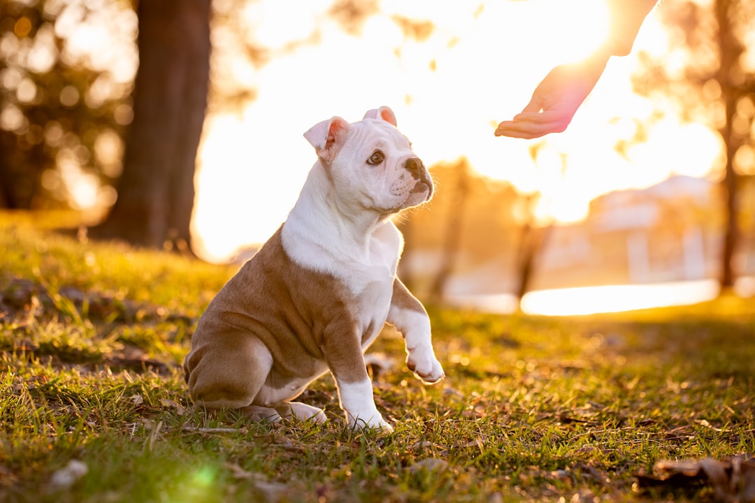 Puppy Training vs. Adult Dog Training: Key Differences