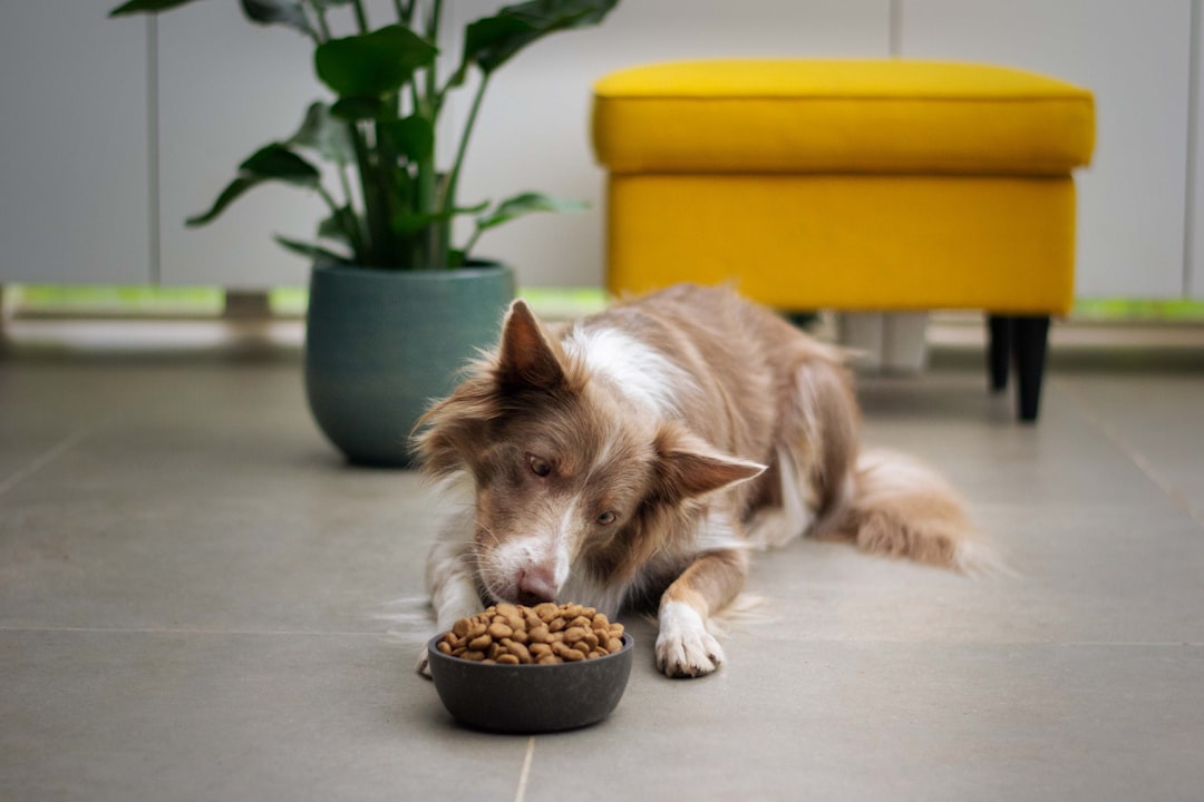 Risks of Misinterpreting Dog Food Labels