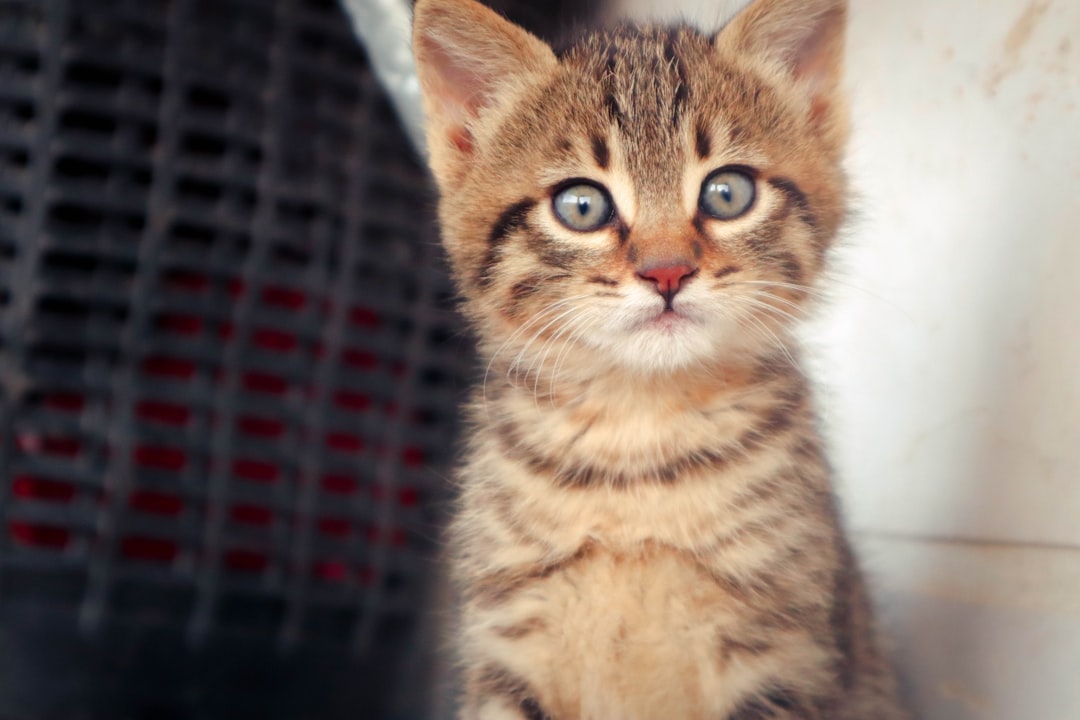 Risks of Inadequate Kitten Training