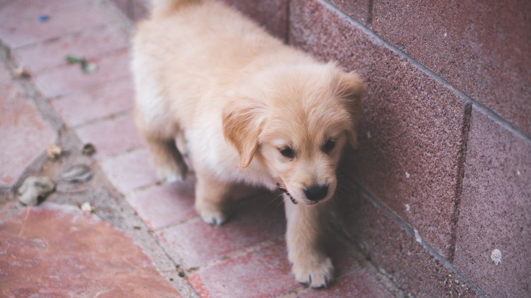Risks of Inadequate Puppy Training