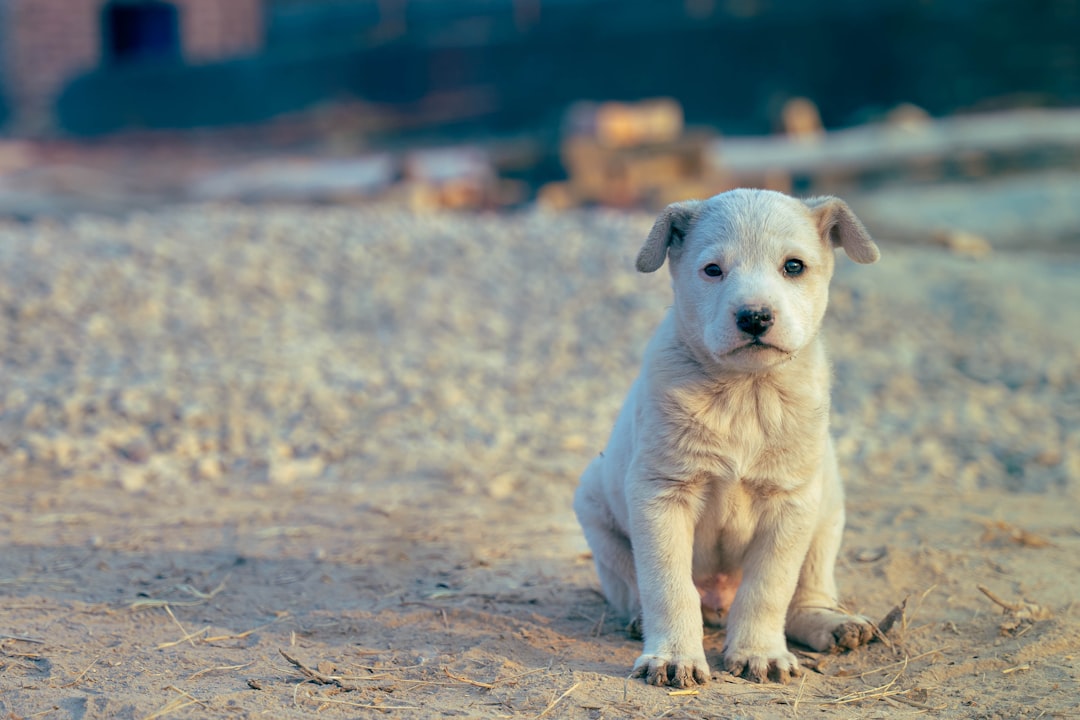 Signs of Poor Nutrition in Puppies: What to Look For and When to Involve a Vet