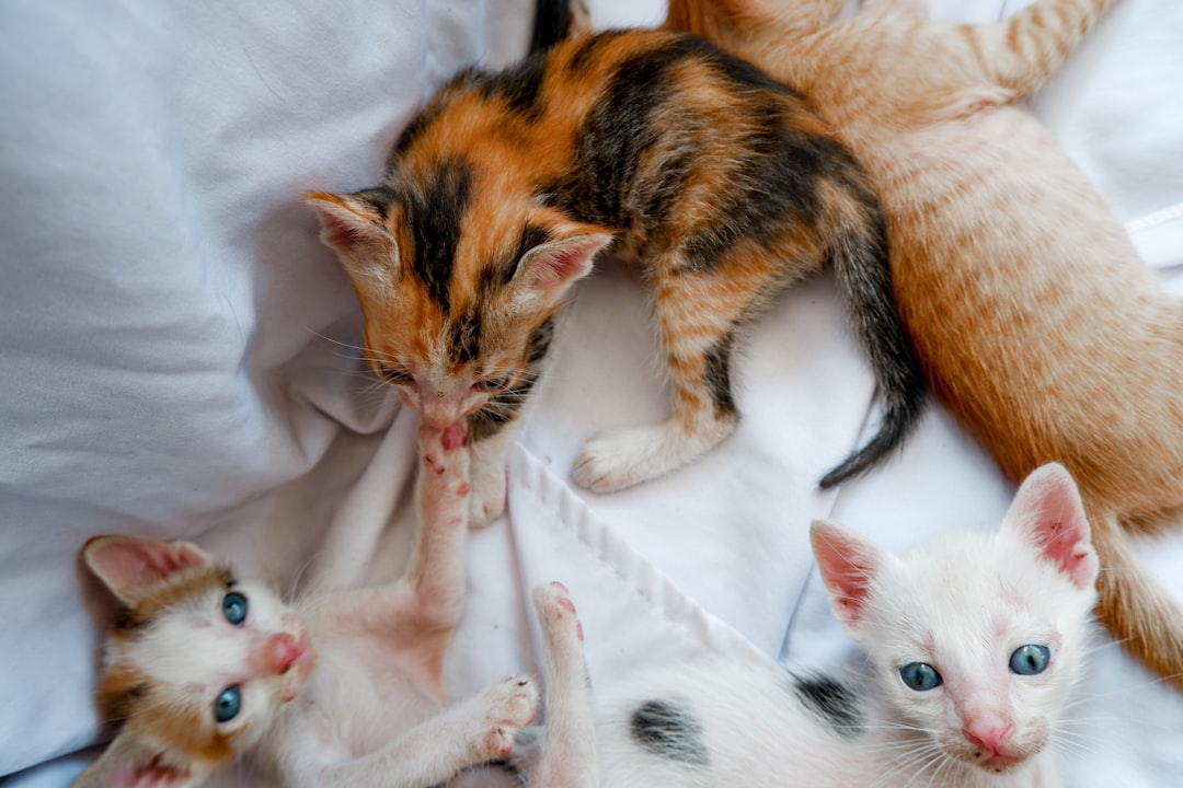 Socializing Your Kitten with Other Pets