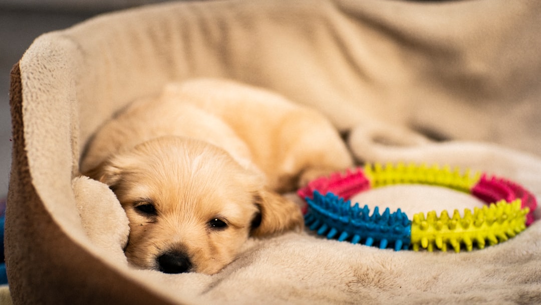 Socializing Your Puppy: Essential Steps