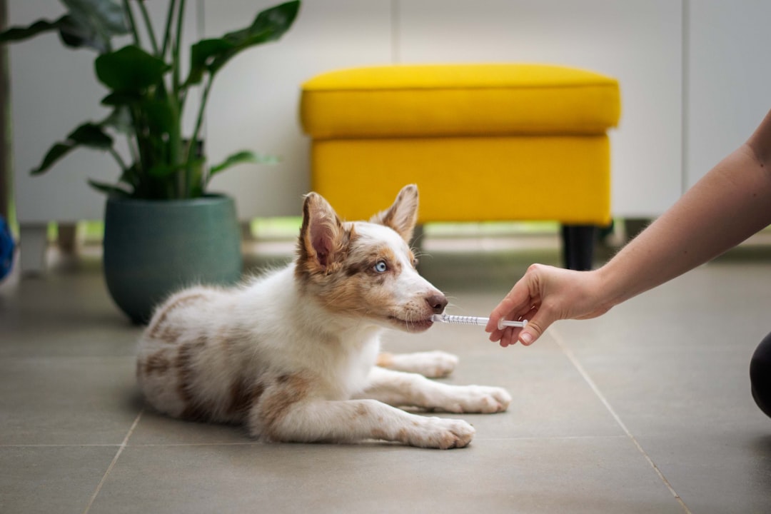 How to Teach Your Puppy Basic Commands