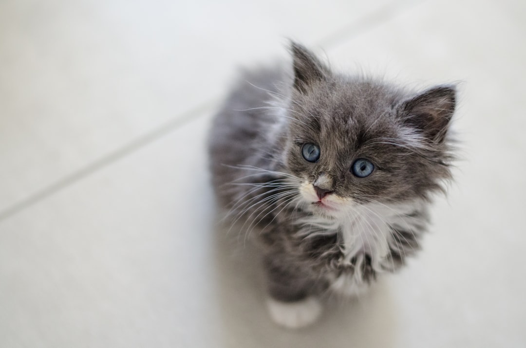 Teaching Your Kitten Basic Commands