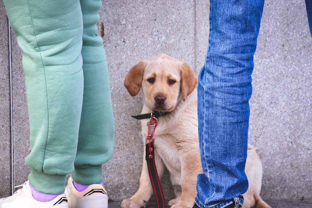 Can You Train a Puppy Yourself or Should You Hire a Professional?