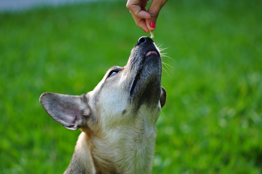 Understanding Dog Food Caloric Content