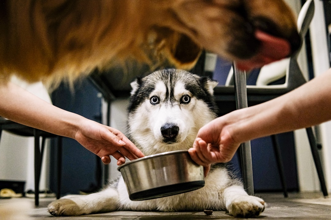 Understanding Dog Food Nutrition Labels: A Complete Guide