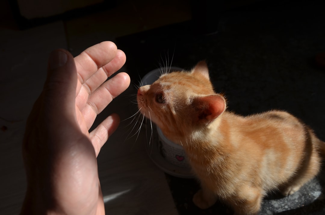 Understanding Kitten Training Challenges
