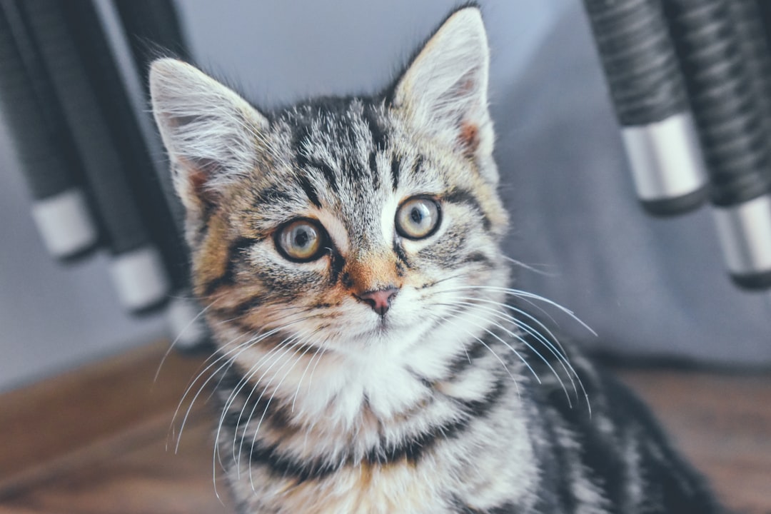 What Age Should You Start Training Your Kitten?