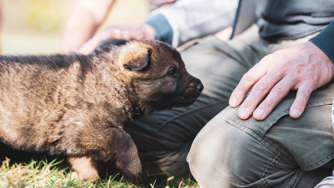 What Age Should You Start Training Your Puppy?