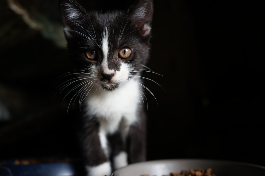 What Are the Best Treats for Kitten Training?