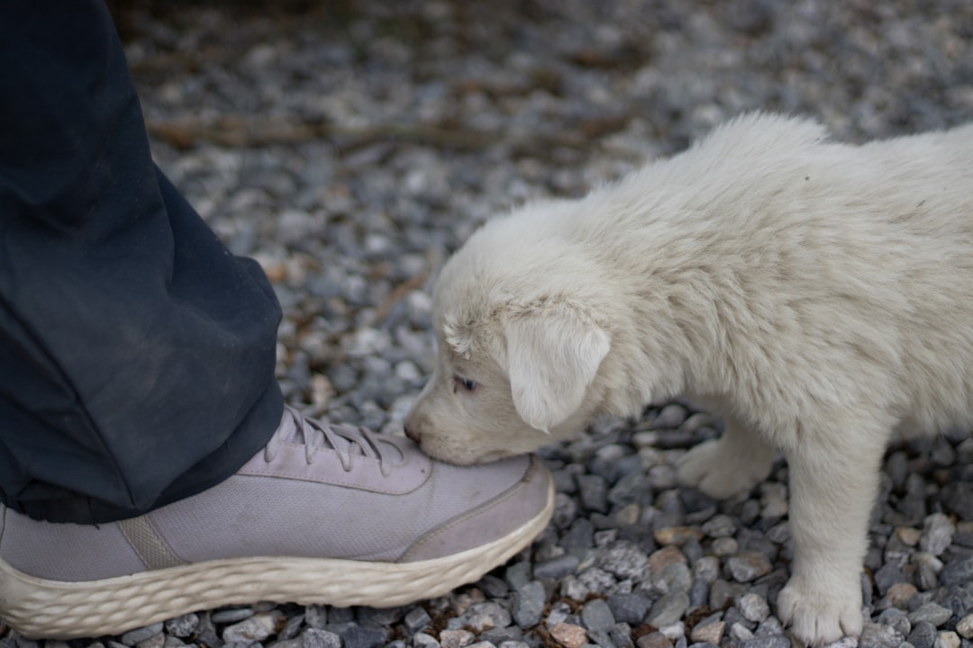 Why is Consistency Important in Puppy Training?