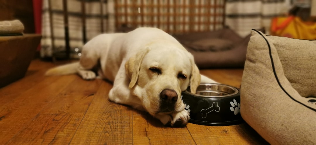 Why Are Some Dog Food Labels Hard to Understand?