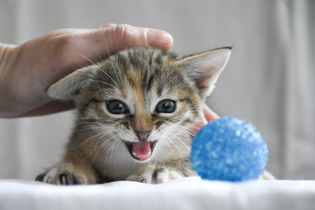 Why Is My Kitten Not Responding to Training?